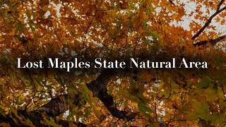 Hiking at Lost Maples State Natural Area | Vanderpool, Texas | Hike Texas