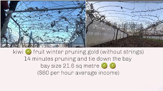 Kiwi fruit winter pruning \u0026 tie down without strings#kiwifruit #newzealand #farming  #agriculture #