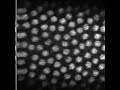 early mitotic divisions in a drosophila embryo close up