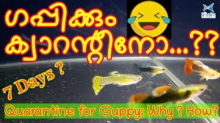 ഗപ്പികൾക്ക് ക്വാറന്റീൻ ആവശ്യമുണ്ടോ? ടാങ്ക് എങ്ങിനെ സെറ്റ് ചെയ്യാം? || Quarantine for Guppy || Tank💥