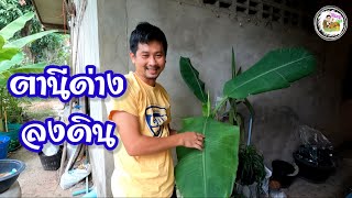 กล้วยด่าง เอาตานีด่างลงดิน [Funny Agri EP.16]