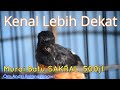 Murai Batu sakral burung yang sangat Jinak ketika di Lapangan bertempur habis habisan