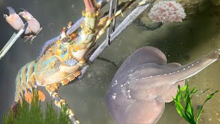 I Hunt Fish Underwater for a Living – Watch Me Turn Catch Into Cash