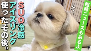 【シーズー】SUOアイスクールリング使ったその後…。我が家の臨時ニュースあり！オトン、犬に噛まれる。【170】