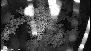 Dale Hollow Eagle Camera Live Stream