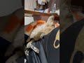 寝ぼけてる犬の奇行 shorts dog