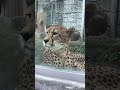 うしろから見てる子、みっけ😸【猫のような猛獣チーター 183章】 多摩動物公園 shorts チーター