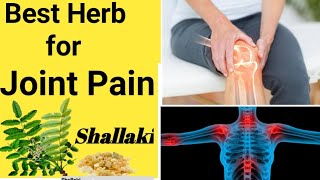 Shallaki ke fayde || Relief from bone and joint Pain