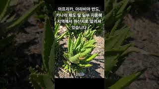 아스포델루스과 알로에속의 다육식물 알로에 에보레센스(Aloe vera)는 주로 아프리카, 아라비아 반도, 카나리 제도 및 일부 지중해 지역이 원산지 크기 1.8~3m정도까지 자라요