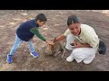 「外国人観光客の子供たちが鹿と遊ぶ」nara deer park in japan 奈良日 本旅行 へずまりゅう奈 良公園