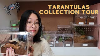 MEET ALL 46 OF MY TARANTULAS (Collection tour 2021)