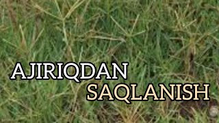 AJIRIQDAN SAQLANISH YOʻLI | SIFATLI BIOGUMUS