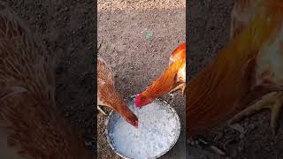 🐔அவ கிட்ட ஏன் கெஞ்சுரே.#kozhi_koothugal #funny #funny_chicken