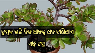 ଚୁମ୍ବକ ଭଳି ନିଜ ଆଡକୁ ଧନ ଟାଣିଥାଏ ଏହି ଗଛ, ଘରେ ଲଗେଇଲେ ହୋଇଯିବେ ମାଲାମାଲ [ MONEY TREE ]