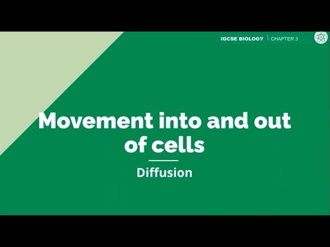 Movement In And Out Of Cells | IGCSE Biology | Topic Explainer - ZNotes ...