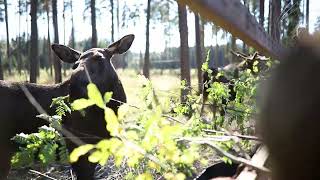 varmland moose Park