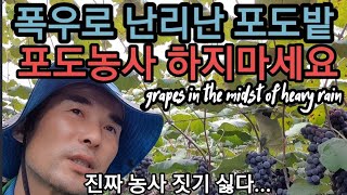 속터져~ 포도농사 하지마세요. 집중폭우로 포도 엉망진창.. grapes in the midst of heavy rain