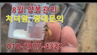 8월 양봉관리 (양봉초심자 필독)