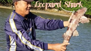 Leopard Shark| Sa Baybayin ng Mabayo| Wag Saktan at Katakutan| @Morong Bataan