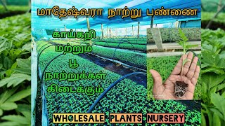 wholesale plants nursery in tamilnadu hosur || inside view || plants details||