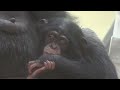 カズミと8か月のヨツバ ちゃん 112 kazumi u0026 baby yotsuba 8 month chimpanzees