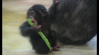 カズミと8か月のヨツバ ちゃん 112 Kazumi \u0026 baby Yotsuba 8 month  Chimpanzees