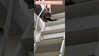 黄昏れてたらおやつの時間を忘れてた猫