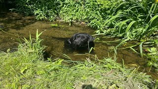 The Labrador Lay in the Ditch.  No Longer Has Legs, but Still Has a Path.