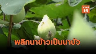 เกษตรกรชัยนาท พลิกนาข้าวเป็นนาบัว สร้างรายได้ตลอดปี | เรื่องดีดีทั่วไทย