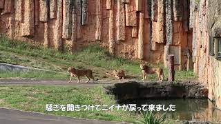 帰宅タイムの一悶着　多摩動物公園　ライオン園