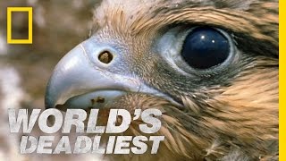 Fastest Animal Makes a Kill | World's Deadliest
