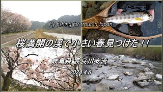 桜満開の渓をカムパネラショートで釣り歩く！ ドライフライの面白い季節が来た～ (^^♪ 【 フライフィッシング 渓流釣り 岐阜県 長良川 】