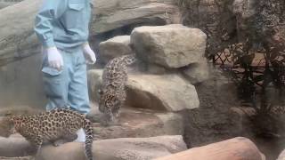 【王子動物園】アムールヒョウ三つ子の赤ちゃん公開！スタッフに連れられ帰る様子