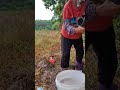 奶奶每天起床第一件事就是来野外抓泥鳅 the first thing grandma does when she wakes up is to catch loaches in the wild.