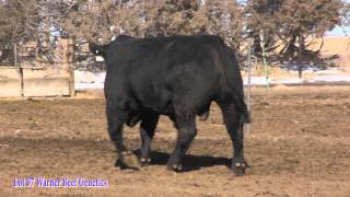 Lot 97 Warner Beef Genetics