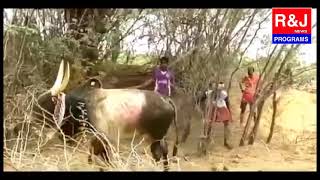 జల్లి కట్టు ...ఎద్దు ఫైటింగ్ jalli kattu...