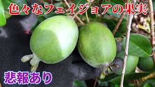 【悲報あり】色々な品種のフェイジョアの果実。9月中旬のフェイジョア園の様子2024.09.25【feijoa】