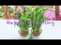 City Greens 2 Layer Lucky Bamboo Plant for Good Fortune and Prosperity   Order Yours Today!