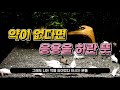 구피 바늘꼬리병 특효약 ｜소금욕. 정말 효과있을까