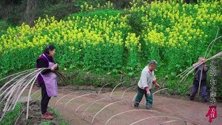 世外桃源的地方，什麼原因好熱鬧？農村幸福指數高令人嚮往【小英子和小萍子】