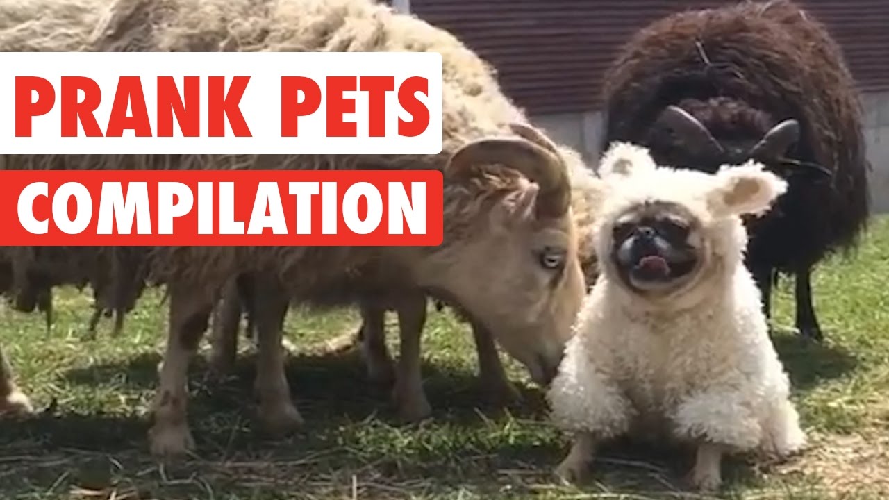 Prank Pets Funny Pet Video Compilation 2017 Youtube