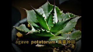 agave potatorum 風雷神錦の育て方