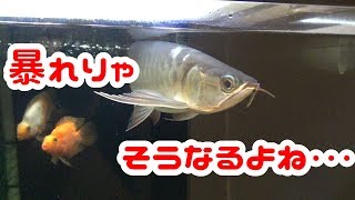 ♯59 暴れてはがれるなんていつものことです♪紅龍\u0026過背金龍水槽