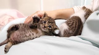 子猫が謎のくねくねダンスを踊っててかわいすぎ【赤ちゃん猫　保護猫】