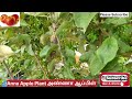 சேலத்தில் மாடிதோட்டத்தில் அண்ணா ஆப்பிள் பழம் salem anna apple plant