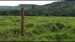 Fazenda 77 alqueires Brejinho de Nazare - Tocantins.