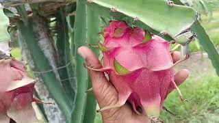 Taiwan Pink Dragon Fruit || తైవాన్ పింక్ డ్రాగన్ ఫ్రూట్ || ताइवान पिंक ड्रैगन फल