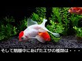 ４０話　【対策】金魚の浮き（転覆病）改善？対策方法を公開