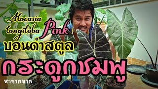 ปลูกบอนดำสตูลกระดูกชมพูที่แสนหายาก Alocasia longiloba Pink : หลงไม้ใย EP.31