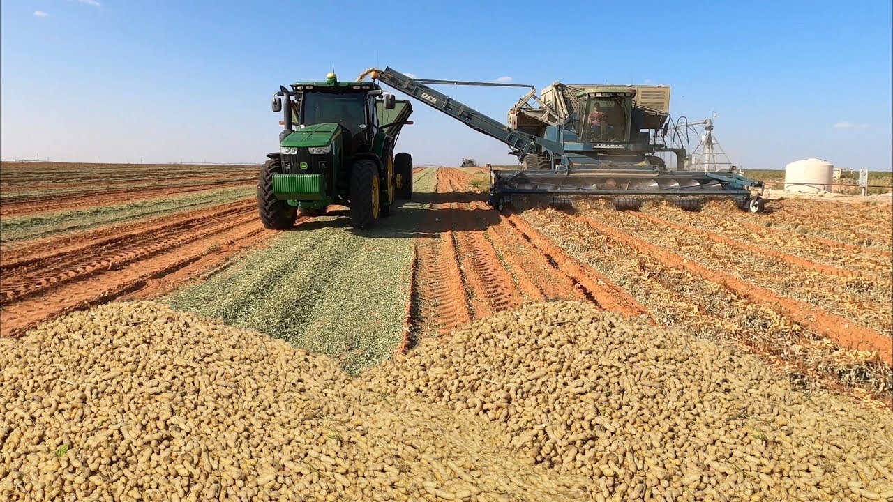 How To Grow Peanuts In America Using Modern Technology Peanut